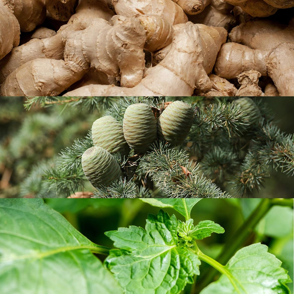 Calvin Klein Euphoria Perfume for Men Eau De Toilette 50ML