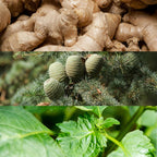 Calvin Klein Euphoria Perfume for Men Eau De Toilette 50ML